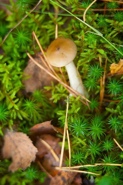 Cogumelos florestais não comestíveis que crescem na floresta — Fotografia de Stock