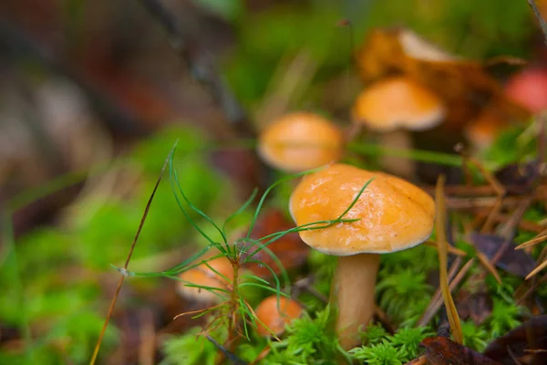 Belo cogumelo comestível cru na floresta — Fotografia de Stock