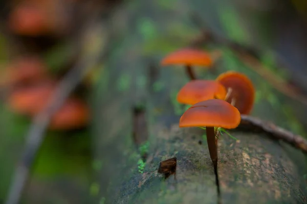 Cogumelos florestais não comestíveis que crescem na floresta — Fotografia de Stock