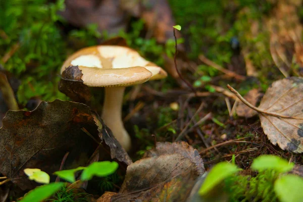 Essbarer Wildpilz wächst im Wald — Stockfoto