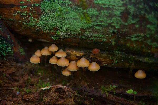 Champignon forestier non comestible poussant en forêt — Photo