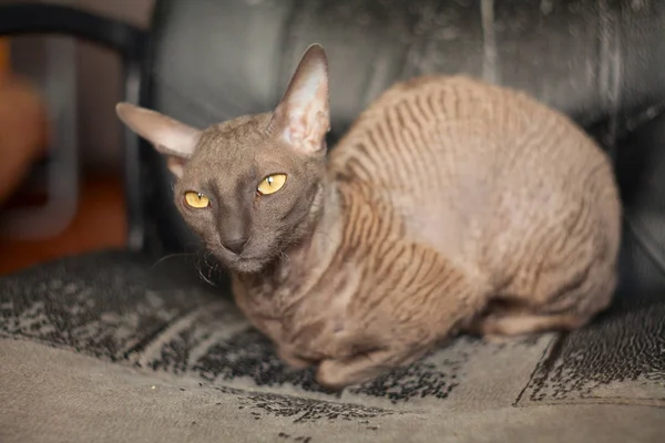 Mooie curly-haired kat is boos en kijken in de camera — Stockfoto