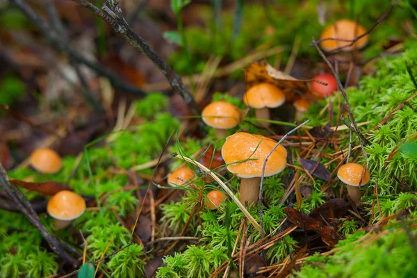 Belo cogumelo comestível cru na floresta — Fotografia de Stock