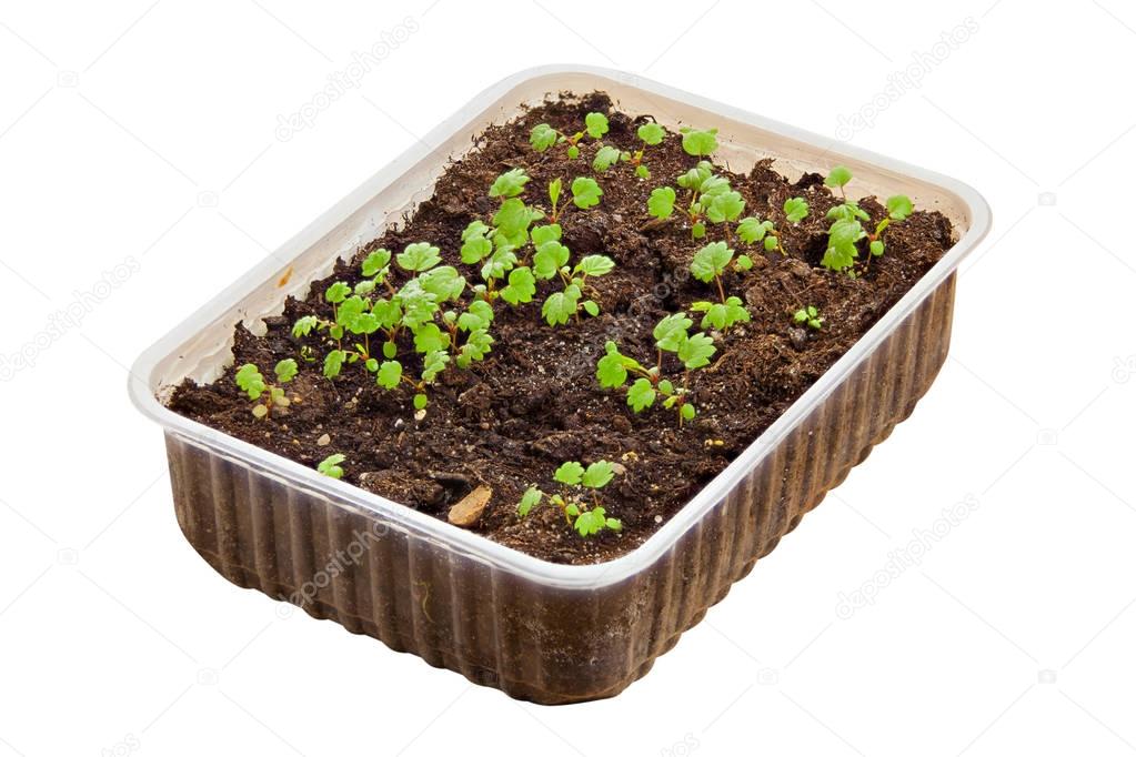 remontant strawberry seedlings in pot on White background