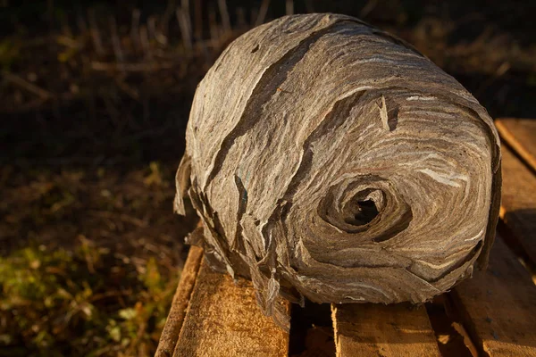 木製の背景に美しいアスペン ハイブ — ストック写真