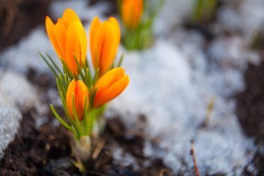 arka plan görüntüsü güzel bahar Çiğdem çiçek