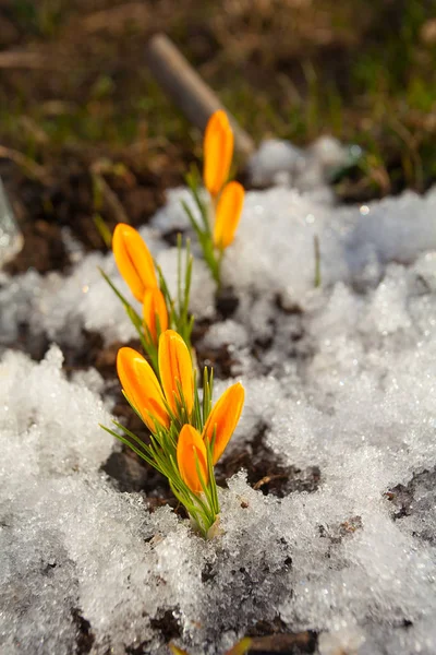 Piękna wiosna krokus kwiat na obraz tła — Zdjęcie stockowe