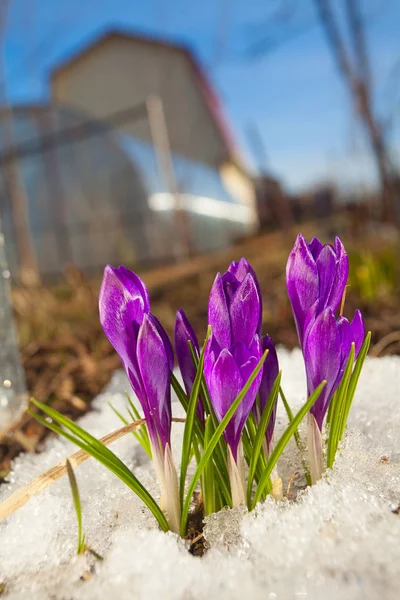 Piękna wiosna krokus kwiat na obraz tła — Zdjęcie stockowe
