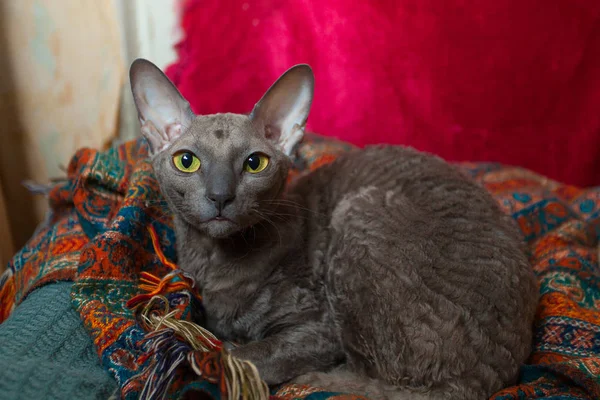 Hermoso pelo rizado gato está enojado y mirando a la cámara —  Fotos de Stock