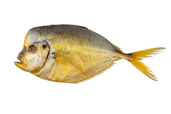 Varm rökt pincettfisk fisk på vit — Stockfoto