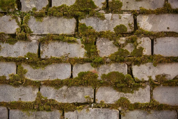 Beautiful background image with brick wall and moss Stock Picture