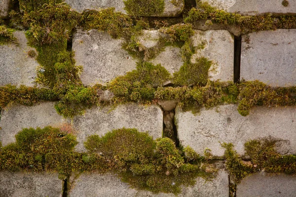 Beautiful background image with brick wall and moss Stock Image