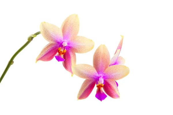 Orquídea rara bonita no potenciômetro no fundo branco — Fotografia de Stock