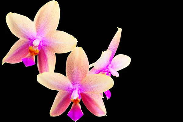 Piękny rzadko Orchidea w donicy na białym tle — Zdjęcie stockowe