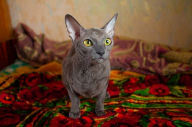  Gri kedi oturma ve kameraya bakıyor