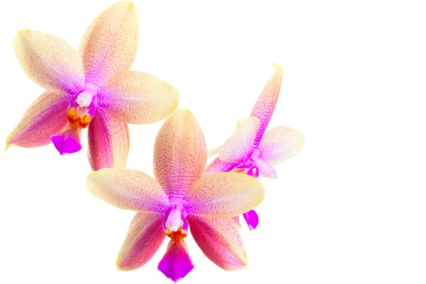 Beautiful rare orchid in pot on white background — Stock Photo, Image