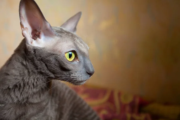 Gato gris sentado y mirando a la cámara —  Fotos de Stock