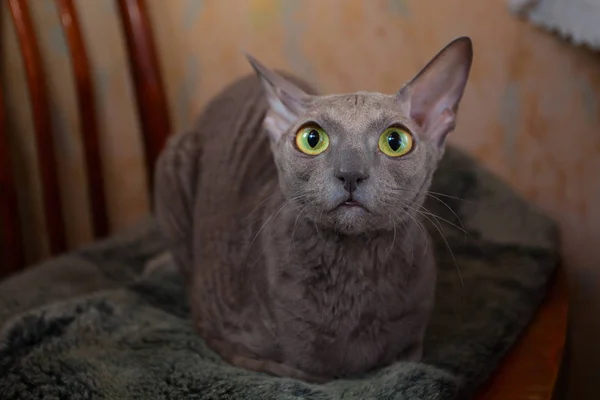 Szary kot siedzący i patrząc na kamery — Zdjęcie stockowe