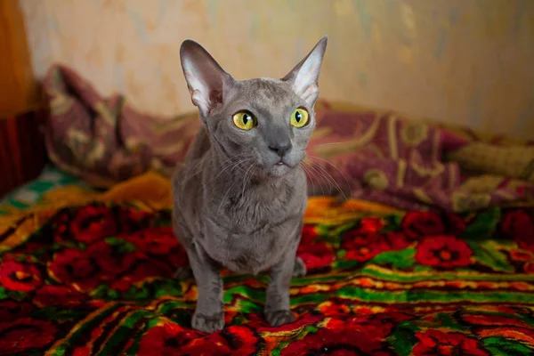 Gato gris sentado y mirando a la cámara — Foto de Stock