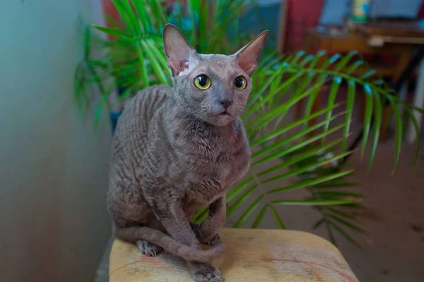 Gri kedi oturma ve kameraya bakıyor — Stok fotoğraf