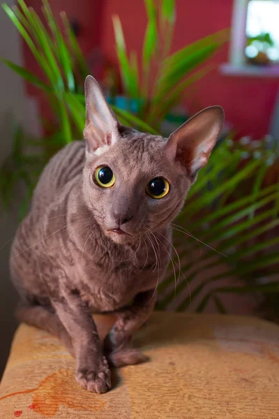 Gato gris sentado y mirando a la cámara —  Fotos de Stock