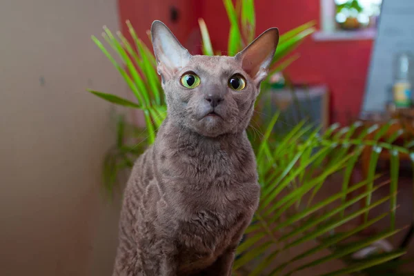 Graue Katze sitzt und in die Kamera schaut — Stockfoto