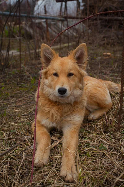 Güzel kırmızı büyük köpek yeşil çim üzerinde — Stok fotoğraf