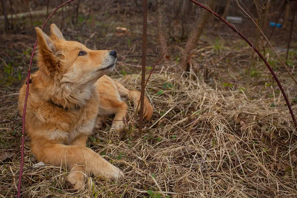 Schöner roter großer Hund auf grünem Rasen — Stockfoto