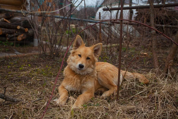 Schöner roter großer Hund auf grünem Rasen — Stockfoto