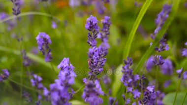 Güzel İtalyan lavanta çiçek yatakta Bahçe