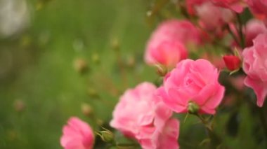 Güzel pembe gül çiçek gül bahçesinde