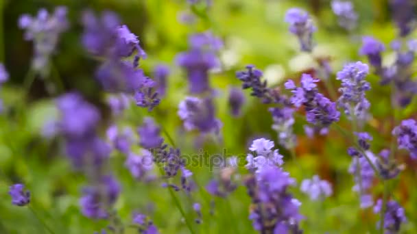 Schöner italienischer Lavendel auf dem Blumenbeet im Garten — Stockvideo