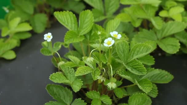 Coltivazione di fragola di giardino su stoffa nera su tecnologia finlandese — Video Stock