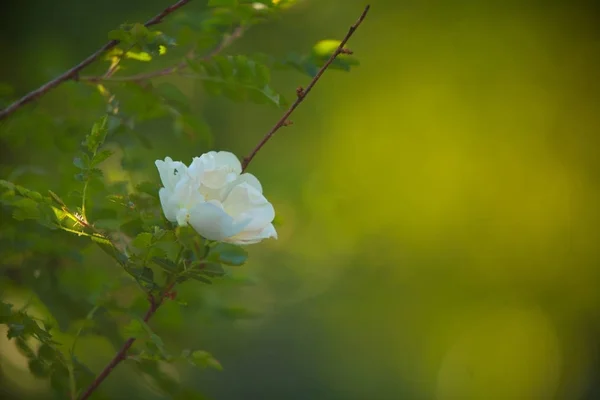 Vackra suddiga blommor bakgrund blad av träd — Stockfoto