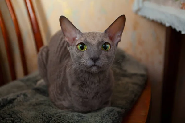 Gato gris sentado y mirando a la cámara — Foto de Stock