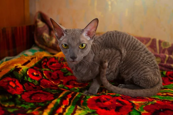 Gri kedi oturma ve kameraya bakıyor — Stok fotoğraf