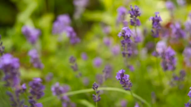 Prachtige Italiaanse lavendel op bloem bed in tuin — Stockvideo
