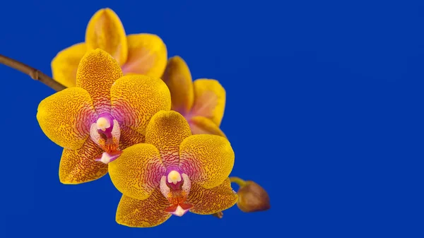 Belle fleur d'orchidée fleurissant sur le bleu — Photo