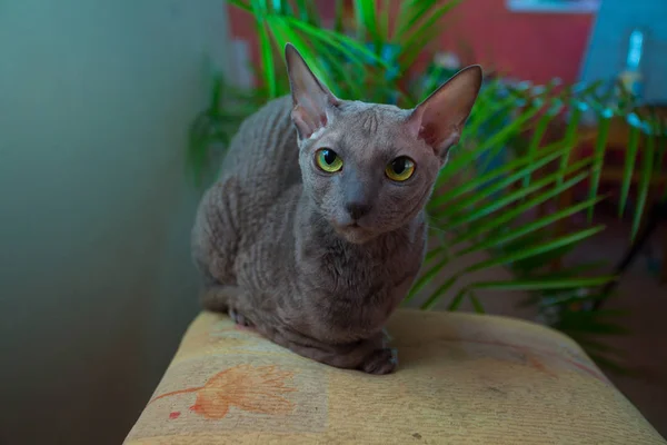 회색 고양이 앉아서 카메라를 보고 — 스톡 사진