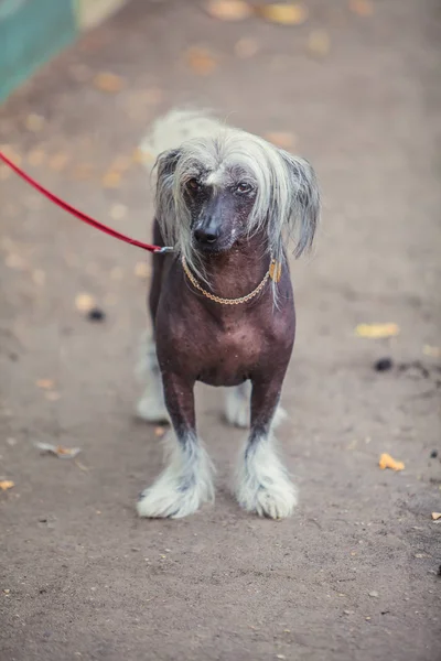 Köpek yürümek üstünde kira kontratı Caddesi'ndeki Çin Tepeli — Stok fotoğraf