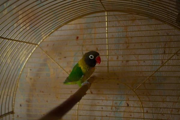 Bello pappagallo piccioncino seduto — Foto Stock