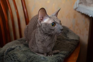  Gri kedi oturma ve kameraya bakıyor