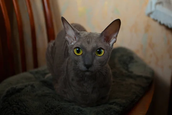 Gato gris sentado y mirando a la cámara —  Fotos de Stock