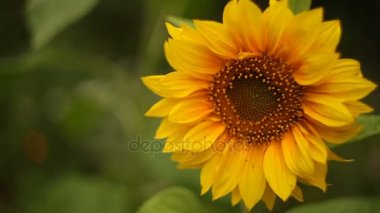 Olgun sarı ayçiçeği sallanır rüzgarda