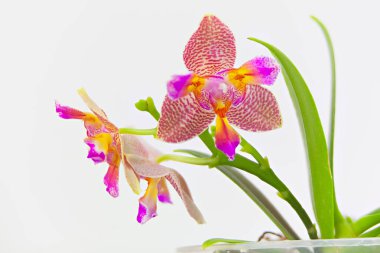 Beyaz zemin üzerine tencerede güzel nadir orkide