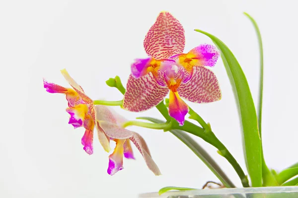 Schöne seltene Orchidee im Topf auf weißem Hintergrund — Stockfoto