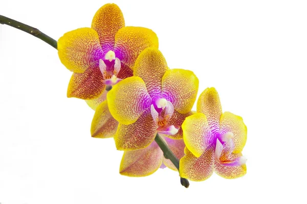 Orquídea rara bonita no potenciômetro no fundo branco — Fotografia de Stock