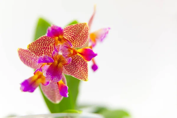 Hermosa orquídea rara en maceta sobre fondo blanco —  Fotos de Stock