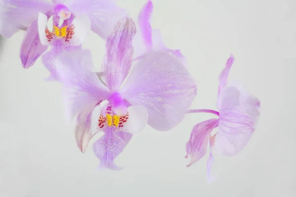 Piękny rzadko Orchidea w donicy na białym tle — Zdjęcie stockowe
