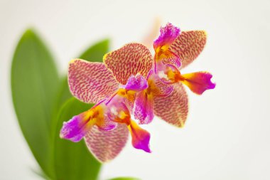 Beyaz zemin üzerine tencerede güzel nadir orkide